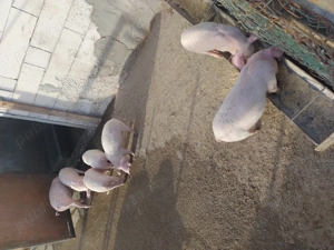 Vând purcei de 7 saptamani