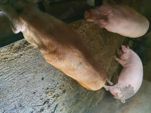 Vand porci crescuti natural