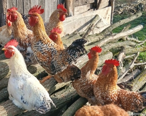  Vand cocoși sănătoși, crescuți natural   - imagine 2