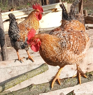  Vand cocoși sănătoși, crescuți natural  