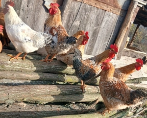  Vand cocoși sănătoși, crescuți natural   - imagine 5