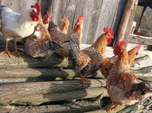  Vand cocoși sănătoși, crescuți natural   - imagine 4