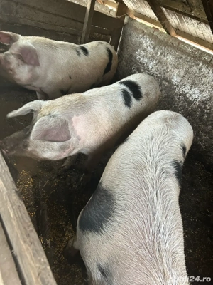 porci de vanzare  - imagine 2