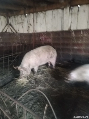 Porc de casa  - imagine 2