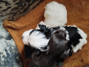 catei bichon maltez - imagine 4