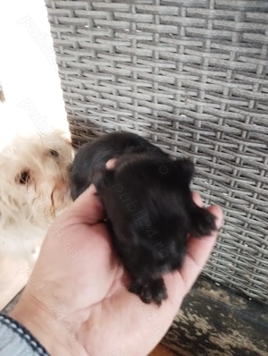 catei bichon maltez - imagine 5