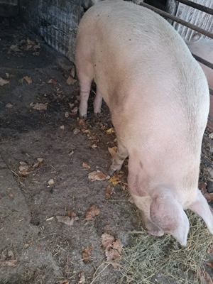 Vând Porc Purcea carne 