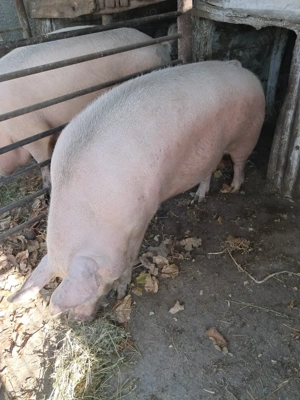 Vând Porc Purcea carne  - imagine 2