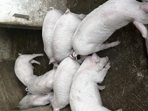 Vând purcei de 8 săptămâni 