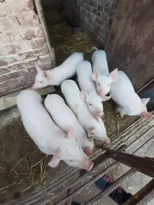 Purceii de vanzare  - imagine 3