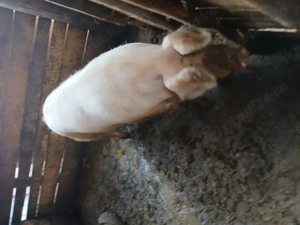 Vand porci mari - imagine 2