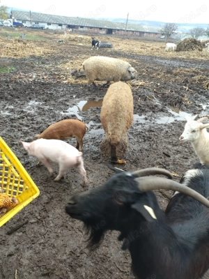 Vand porci Mangalița