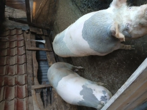 Vand porci mari - imagine 3