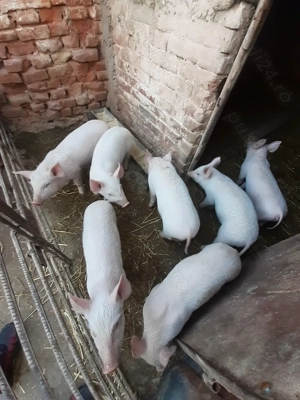 Purceii de vanzare  - imagine 4