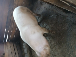 Vand porci mari - imagine 4