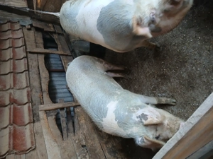 Vand porci mari - imagine 5