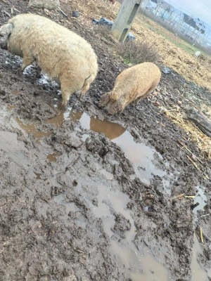 Vand porci Mangalița - imagine 2