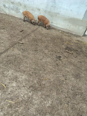 Vand porci Mangalița - imagine 4