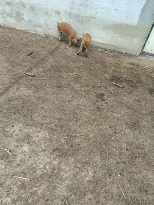 Vand porci Mangalița - imagine 3