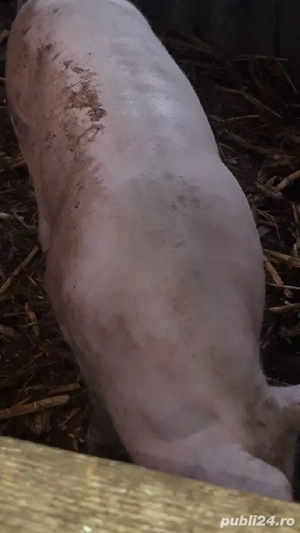 porci de carne  - imagine 3