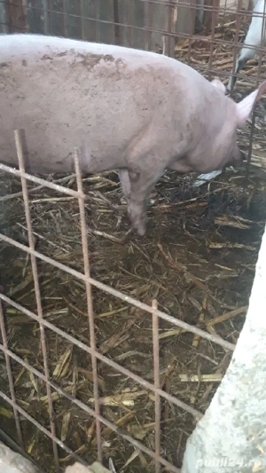 porci de carne  - imagine 4