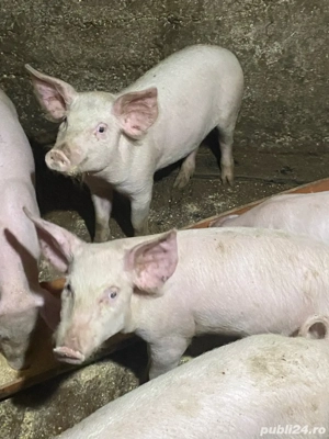 soldani de 4 luni de vanzare