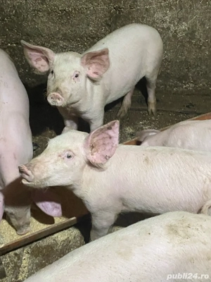 soldani de 4 luni de vanzare - imagine 2