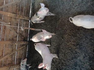 Vand purcei  pietran  - imagine 2