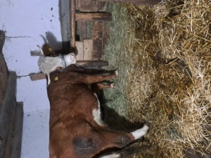 Vacă de vânzare gestanta în 4 luni