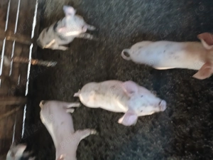 Vand purcei  pietran  - imagine 3