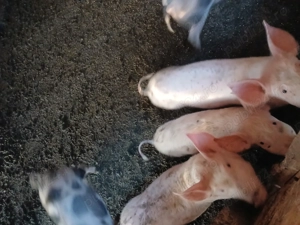 Vand purcei  pietran  - imagine 4