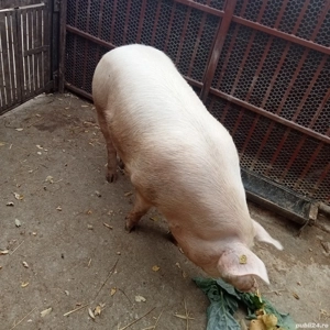 Porc de vanzare 