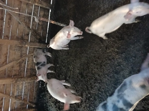 Vand purcei  pietran  - imagine 5