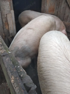 Vând porc de Crăciun sau alte evenimente! - imagine 3