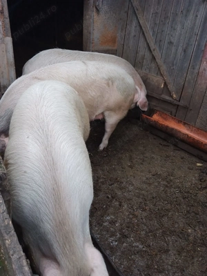 Vând porc de Crăciun sau alte evenimente!