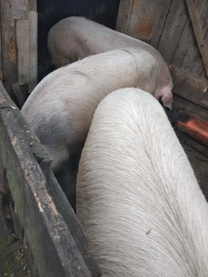 Vând porc de Crăciun sau alte evenimente! - imagine 2