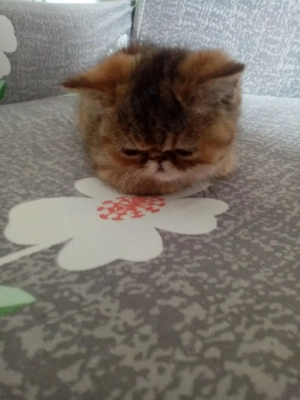 Pisici persan exotic - imagine 3