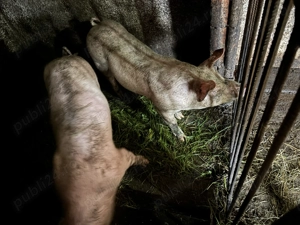 Vând soldani Marele Alb - imagine 2