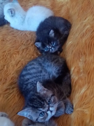 Pisici persan exotic - imagine 4