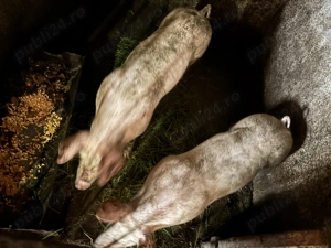 Vând soldani Marele Alb - imagine 3