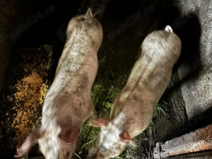 Vând soldani Marele Alb