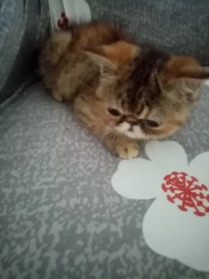 Pisici persan exotic - imagine 5