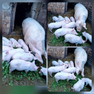 Vând purcei, rasa marele alb!