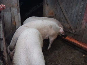 Vând porc de Crăciun sau alte evenimente! - imagine 5