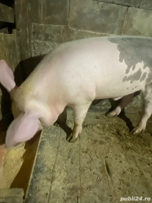 porc de vanzare pentru sacrificat