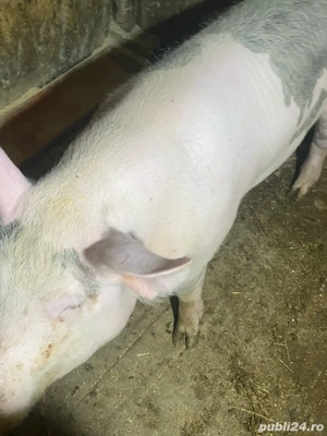 porc de vanzare pentru sacrificat