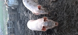 Vând porci 130-150 kg - imagine 4