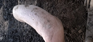 Vând porci 130-150 kg - imagine 3