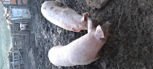 Vând porci 130-150 kg