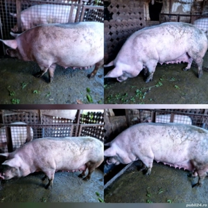 Scroafă pentru tăiat de Crăciun!